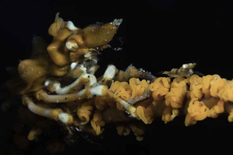 wire coral crab with baby zanzibar whip coral shrimp xenocarcinus tuberculatus